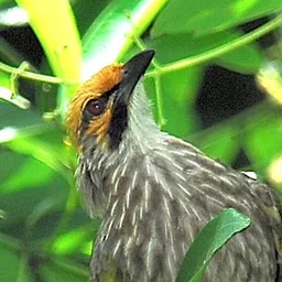 BULBUL logo