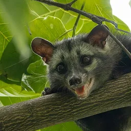 CIVET logo